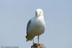 Silbermöve (4 von 5).jpg